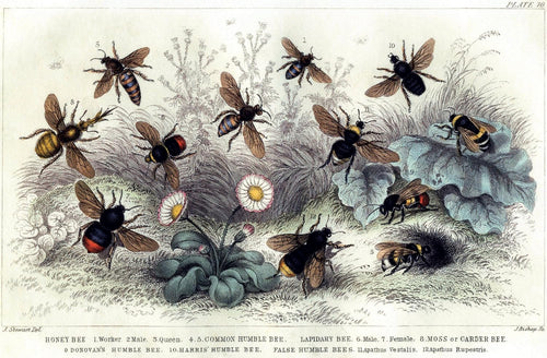 The Beekeeping Handbook